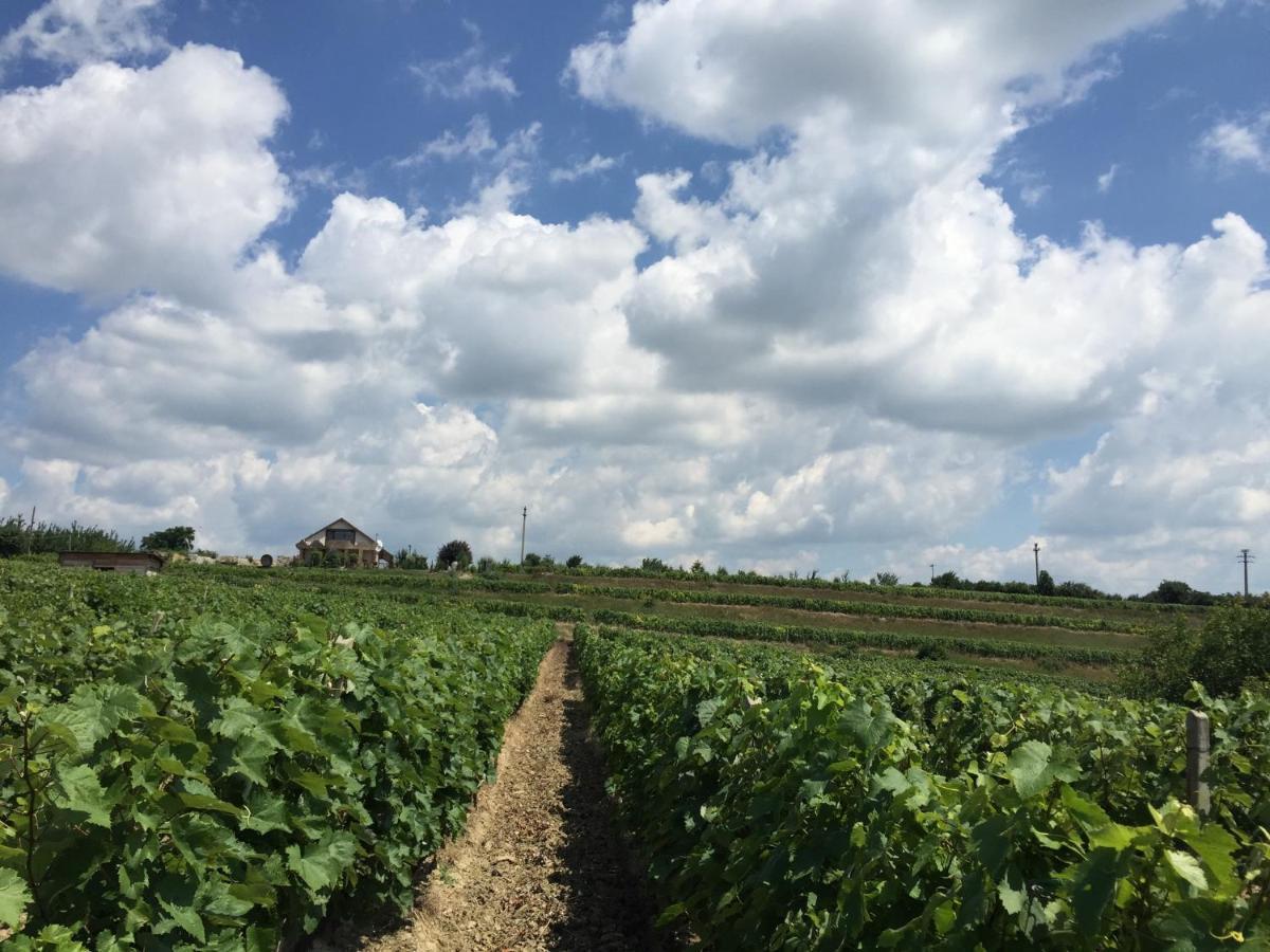 图尔达Wineyards Salin住宿加早餐旅馆 外观 照片